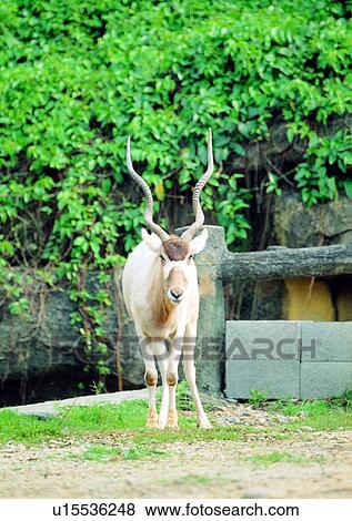 Stock Photo - wild, herbivorous animal, shearling, nature, animal, horn. Fotosearch