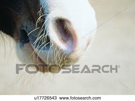 Stock Image - wild, nature, zebra, pattern, gentle animal, stripe. Fotosearch