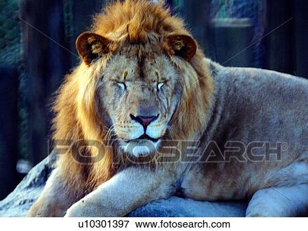 Stock Photo - wild, sitting, carnivorous animal, animal, male lion, nature, king. Fotosearch