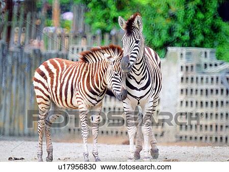 Stock Image - zebra, wild, grasslands, jungle, nature, animal. Fotosearch