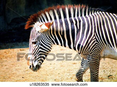 Stock Photography - zebra, wild, grasslands, jungle, nature, animal. Fotosearch