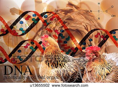 Stock Image - Chickens superimposed on a background of DNA. Fotosearch