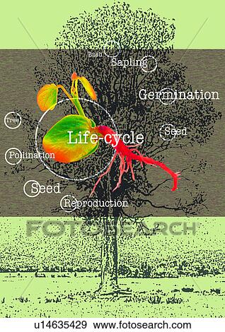 Stock Photo - Biology of a plant superimposed on the background of a tree. Fotosearch