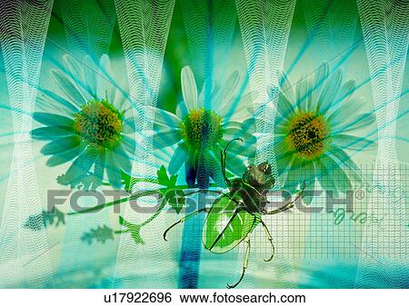 Stock Photograph - Close-up of flowers superimposed on a beetle. Fotosearch