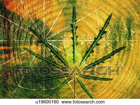 Stock Image - Green leaf superimposed on a pattern of concentric circles. Fotosearch