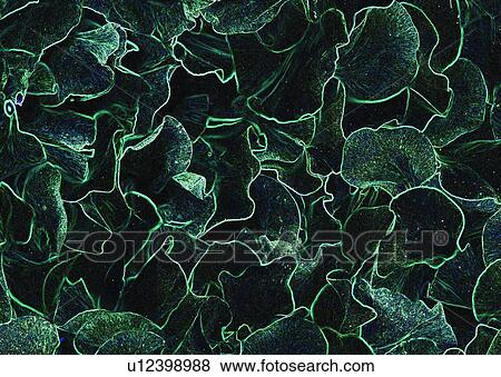background, fictional, special, leaf, plant View Large Photo Image Stock Photo - background, fictional, special, leaf, plant. Fotosearch