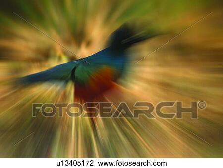 fictional, background, special, bird View Large Photo Image Stock Image - fictional, background, special, bird. Fotosearch