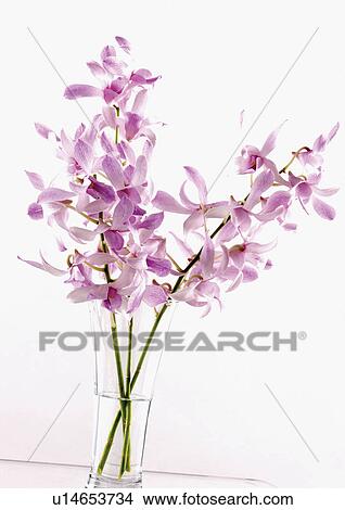 Picture - bloom, blossom, botany, close-up, environment. Fotosearch