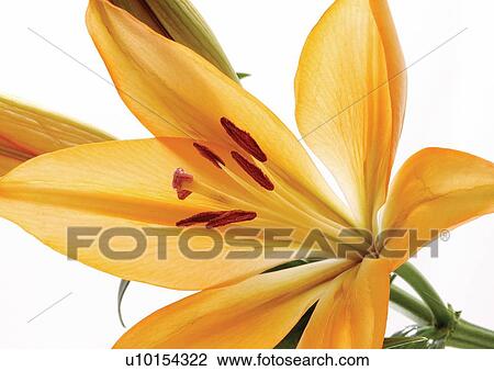 Stock Image - bloom, blossom, botany, close-up, environment. Fotosearch