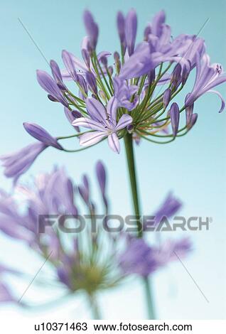 Stock Image - bloom, blossom, botany, close-up, environment. Fotosearch