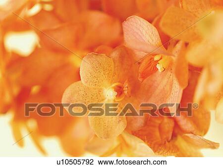 bloom, blossom, botany, close-up, environment View Large Photo Image Stock Image - bloom, blossom, botany, close-up, environment. Fotosearch