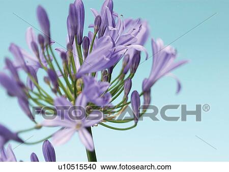 Stock Image - bloom, blossom, botany, close-up, environment. Fotosearch