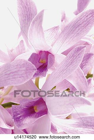 bloom, blossom, botany, close-up, environment View Large Photo Image Stock Image - bloom, blossom, botany, close-up, environment. Fotosearch