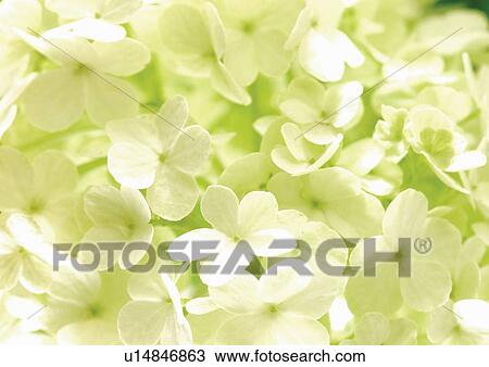 Stock Image - bloom, blossom, botany, close-up, environment. Fotosearch