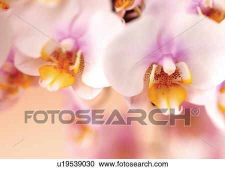 Stock Image - bloom, blossom, botany, close-up, environment. Fotosearch