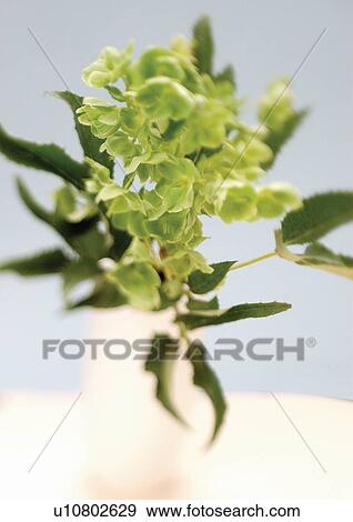 bloom, blossom, botany, close-up, environment View Large Photo Image Stock Photo - bloom, blossom, botany, close-up, environment. Fotosearch