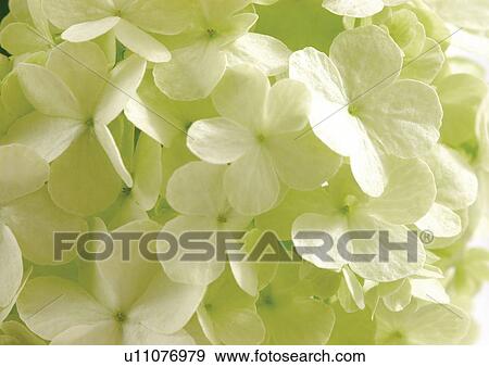 Stock Photo - bloom, blossom, botany, close-up, environment. Fotosearch