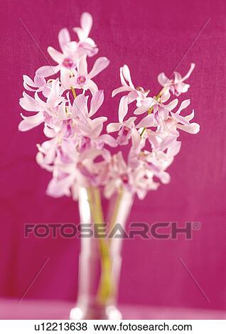 Stock Photo - bloom, blossom, botany, close-up, environment. Fotosearch