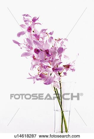 Stock Photo - bloom, blossom, botany, close-up, environment. Fotosearch
