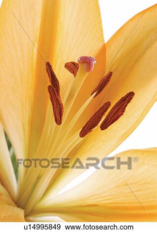 Stock Photo - bloom, blossom, botany, close-up, environment. Fotosearch