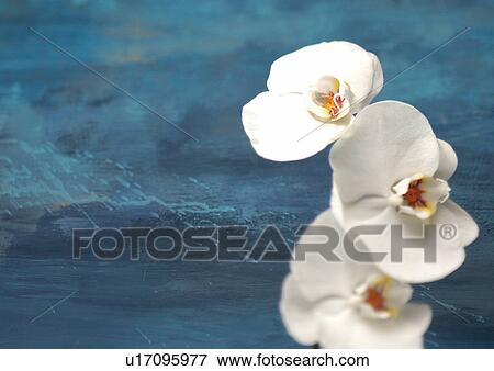 bloom, blossom, botany, close-up, environment View Large Photo Image Stock Photo - bloom, blossom, botany, close-up, environment. Fotosearch