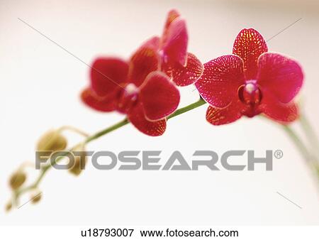 bloom, blossom, botany, close-up, environment View Large Photo Image Stock Photo - bloom, blossom, botany, close-up, environment. Fotosearch
