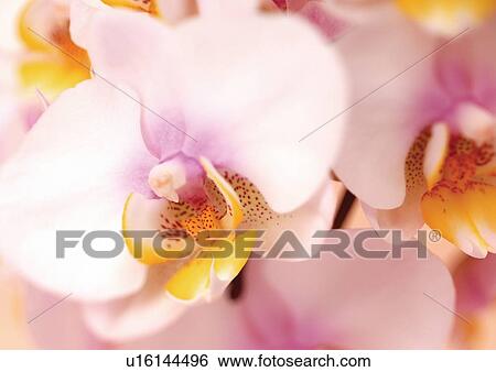 bloom, blossom, botany, close-up, environment View Large Photo Image Stock Photograph - bloom, blossom, botany, close-up, environment. Fotosearch