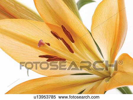 bloom, blossom, botany, close-up, environment View Large Photo Image Stock Photography - bloom, blossom, botany, close-up, environment. Fotosearch