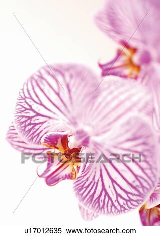 Stock Photography - bloom, blossom, botany, close-up, environment. Fotosearch