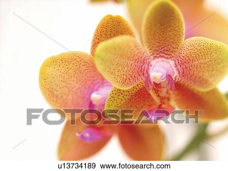 bloom, blossom, flower story, plantation, flower, plant, beauty View Large Photo Image Stock Photo - bloom, blossom, flower story, plantation, flower, plant, beauty. Fotosearch