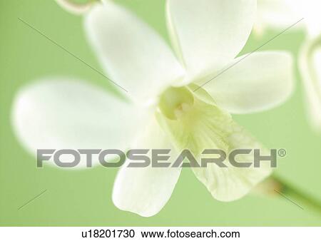 blossom, environment, grow, growth, cultivated, flower story View Large Photo Image Stock Image - blossom, environment, grow, growth, cultivated, flower story. Fotosearch