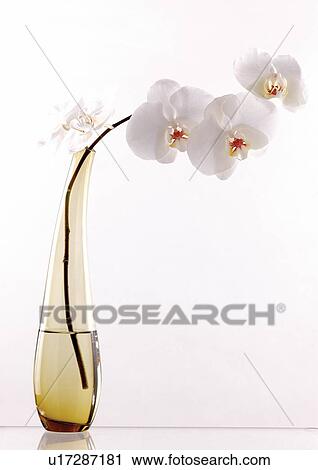 blossom, vegetation, white background, grow, horticulture, plant View Large Photo Image Stock Image - blossom, vegetation, white background, grow, horticulture, plant. Fotosearch
