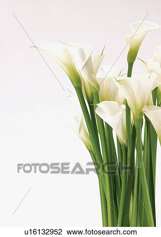 Stock Image - botany, environment, bloom, beauty, horticulture. Fotosearch