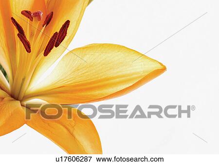 Stock Photo - botany, nature, close-up, plant, wild, cultivated, flowering plant. Fotosearch