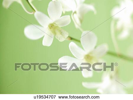 Stock Photo - close-up, petals, grow, grown. Fotosearch
