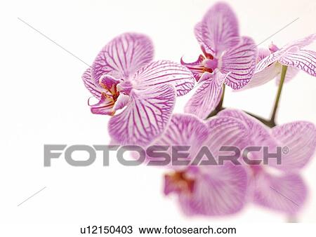 Stock Image - close-up, wild, petals, vegetation, nature. Fotosearch