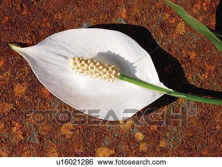 Stock Photograph - cultivated, environment, natural, life, grown, beauty. Fotosearch