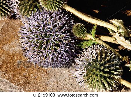 cultivated, horticulture, bloom, grown, plantation, blossom View Large Photo Image Stock Image - cultivated, horticulture, bloom, grown, plantation, blossom. Fotosearch