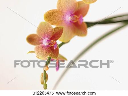 environment, bloom, beauty, indoors, botany, flowering plant, stamen View Large Photo Image Stock Photography - environment, bloom, beauty, indoors, botany, flowering plant, stamen. Fotosearch
