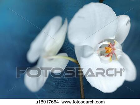 Picture - environment, plant kingdom, petals, close-up, botany, flower, wild. Fotosearch