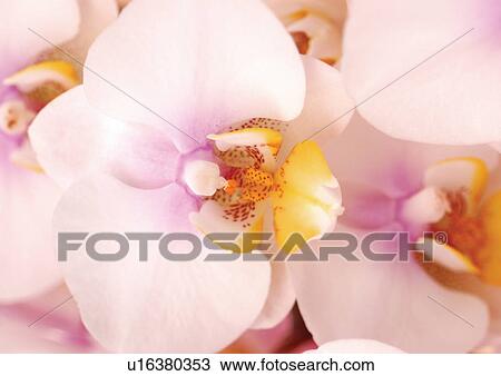 flora, bloom, plant life, flowering plant, blossom, beauty, petals View Large Photo Image Stock Image - flora, bloom, plant life, flowering plant, blossom, beauty, petals. Fotosearch