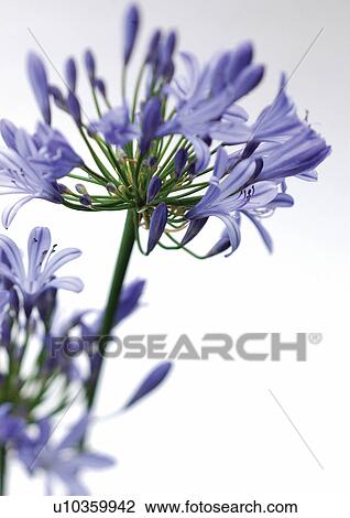 Stock Image - flower, flowering plant, blossom, grow, indoors. Fotosearch