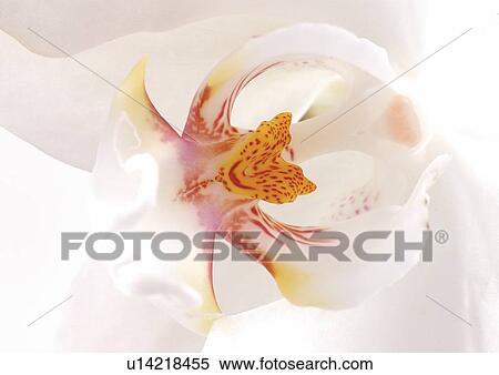 Stock Photography - flower, grow, vegetation, cultivated, grown, growth, flowering plant. Fotosearch