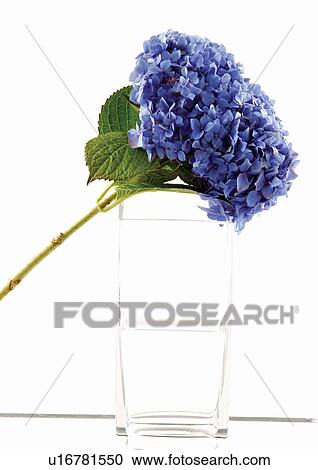 Stock Image - flower, petals, grown, environment, close-up, plant. Fotosearch