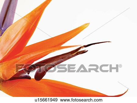 Stock Photo - flower story, grown, flora, vegetation, blossom, nature. Fotosearch