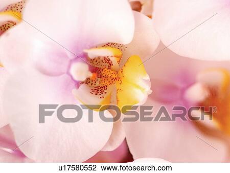 Stock Image - flowering plant, environment, flower story, plant kingdom, bloom, grown. Fotosearch
