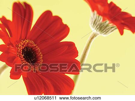 Stock Image - flowering plant, flower, plant life, vegetation, grown, close-up. Fotosearch