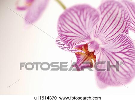 Stock Image - flowering plant, plant life, plantation, beauty, nature, grow, flower story. Fotosearch