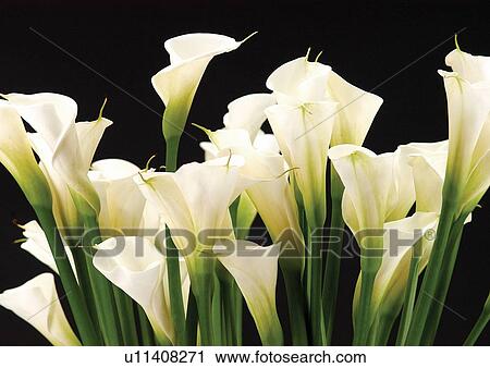 Stock Image - grow, flower story, petals, close-up, horticulture. Fotosearch