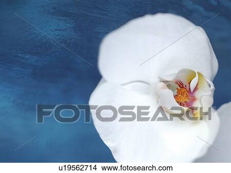 Picture - grow, flower story, stamen, environment, close-up. Fotosearch